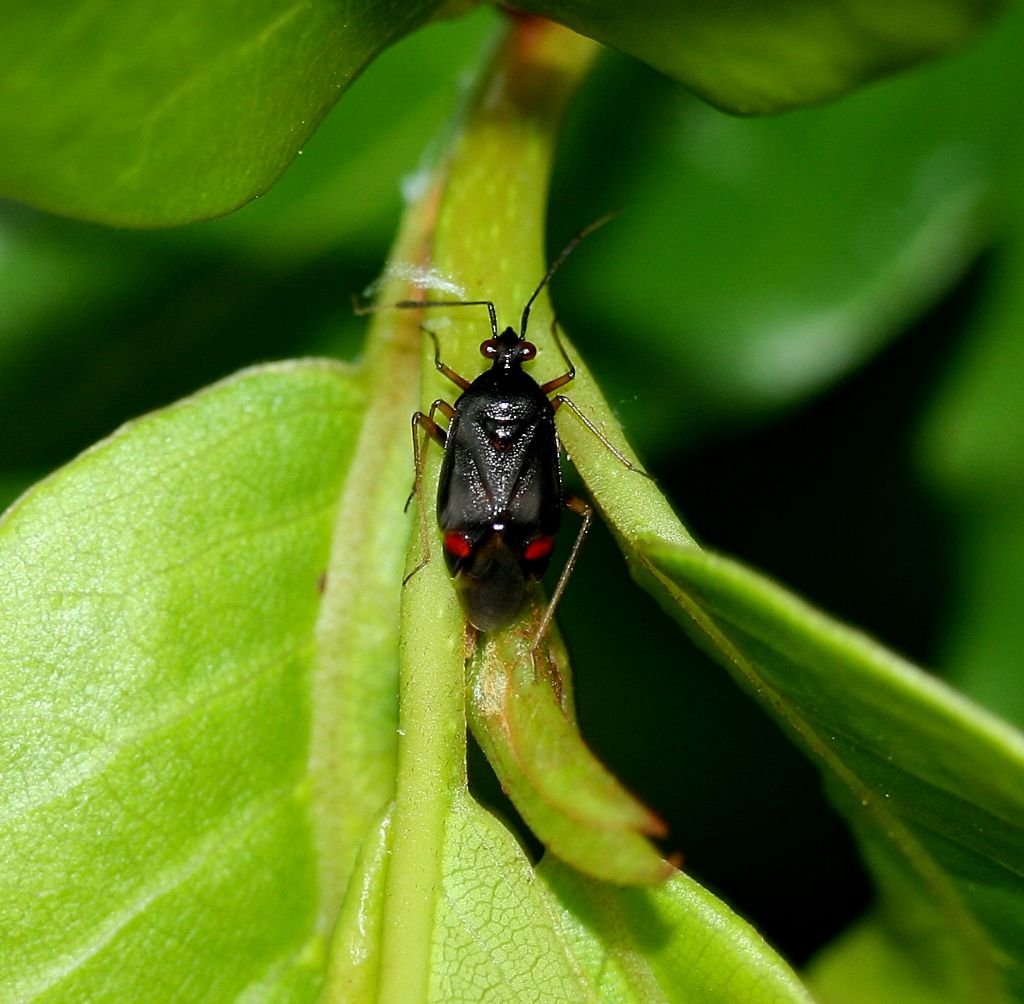 Deraeocoris ruber var. segusina da confermare